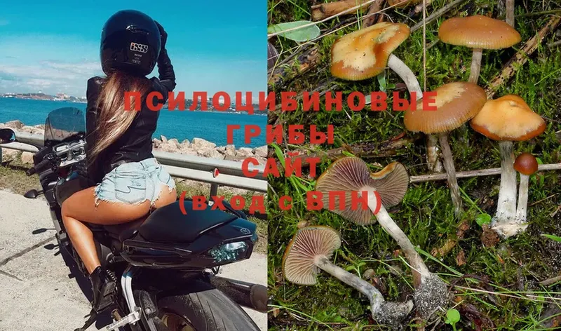 закладка  Прокопьевск  Галлюциногенные грибы Psilocybe 